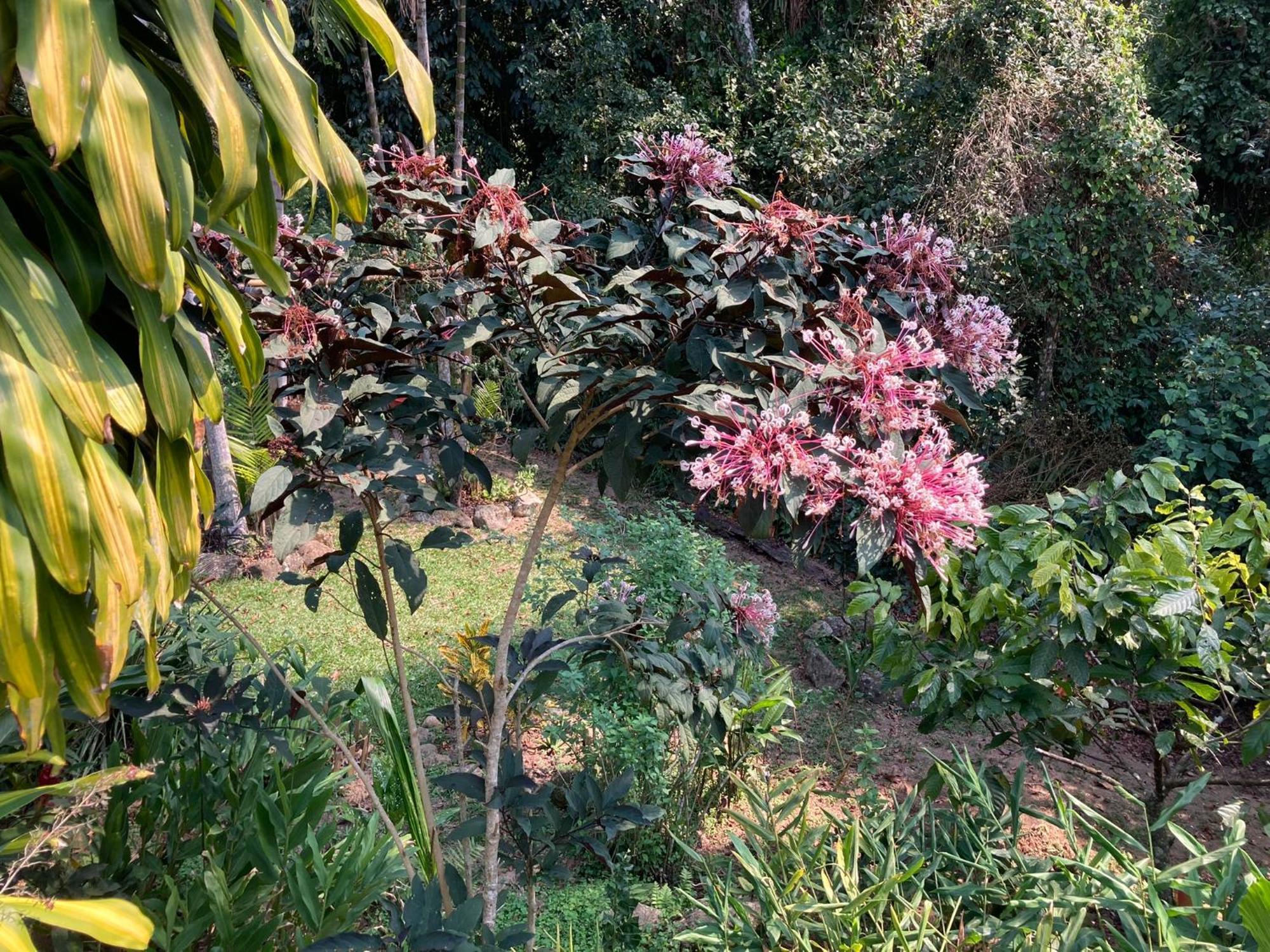 Casa Arariba - Ilha Grande - イーリャ・グランデ エクステリア 写真